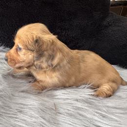 Brooke - Dapple female Dachshund puppy in Cabool, Missouri from Dachshund's of Country Magic Farms in Missouri