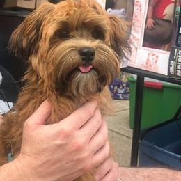 Havanese All Grown Up from Spring Meadow Havanese
