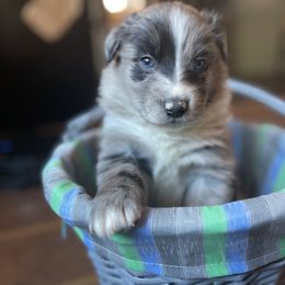 “Patch” - Blue merle Australian Shepherd puppy in Yadkinville, North Carolina from Gold Leaf Farm & Kennels