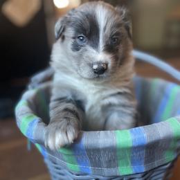 “Patch” - Blue merle Australian Shepherd puppy in Yadkinville, North Carolina from Gold Leaf Farm & Kennels