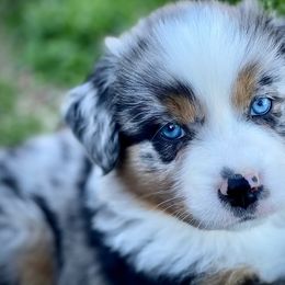 Aussiedoodle and Australian Shepherd Puppies from Double M Aussies