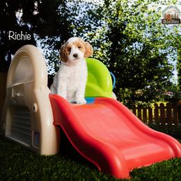Richie - Apricot male Australian Labradoodle puppy in Cashmere, Washington from Mountain Home Doodles