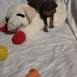 Yellow  collar girl - Red and rust female Doberman Pinscher puppy in Santa Clarita, California from Riviera Dobermans
