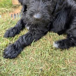 Goldendoodle Puppies from H&H Goldendoodles of Braselton