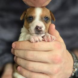Red Sable Irish-Marked Female - Red white and sable female Rat Terrier puppy in Webb City, Missouri from Rocking 4C