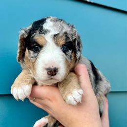 Black merle tri - female Australian Mountain Doodle puppy in Blue Springs, Missouri from Jeanie’s Doodles