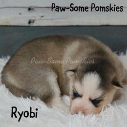 Ryobi - Silver female Pomsky puppy in Krum, Texas from Paw-Some Pomskies