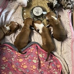 Dachshund Puppies from Witchy Woman’s Wiener’s