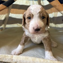 Tan abstract girl, lots of white patches - Cafe Labradoodle puppy in Pollock Pines, California from Goindoodles