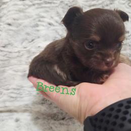 Girl 1 - Chocolate and tan female Chihuahua puppy in Richmond, Virginia from Breens