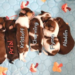 Havanese Puppies from Havanese Cuban Cuties