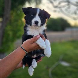 Laurel - Black and white female Border Collie puppy in Dewey, Arizona from Fásach Stockdogs