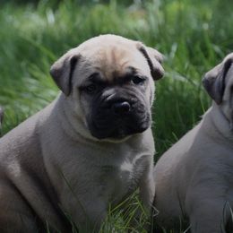 Bullmastiffs from Homestead Bullmastiff’s