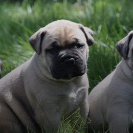 Bullmastiffs from Homestead Bullmastiff’s