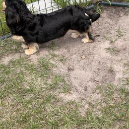 Livvy - Black and cream female Dachshund puppy in Call, Texas from Dachshund D’Amore