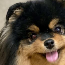 Pomeranians and Shiba Inu from Bright Ray