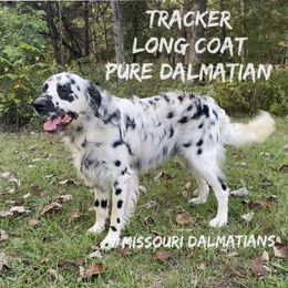 Tracker  - Dalmatian