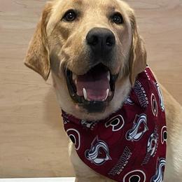 Labrador Retrievers from Green Mountain Labradors