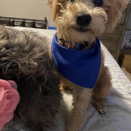 Schnoodle Puppies from Noodle Tings Puppies