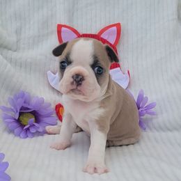 F1 - Blue female Boston Terrier puppy in Wilson, North Carolina from Chrysco Boston Terriers