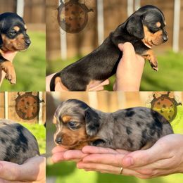 Dachshund Puppies from Doxi Delights