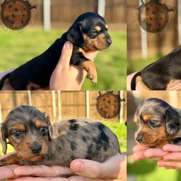 Dachshund Puppies from Doxi Delights