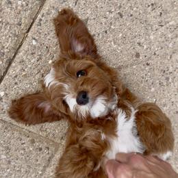 Cavapoo Puppies from Patriot Pups Cavapoos