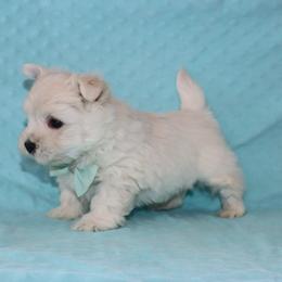 Cairn Terrier and West Highland White Terrier Puppies from Linda’s Lovable Pups