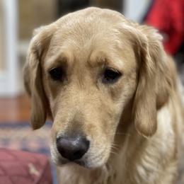 Mia - Golden Retriever