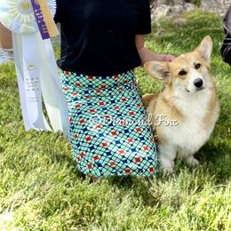 Ellie - Pembroke Welsh Corgi