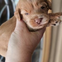 Yellow Female - Buff and white female Cockapoo puppy in Mocksville, North Carolina from Hunting Creek Farms