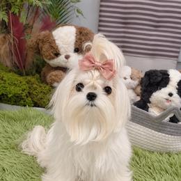 Angie tiny - White female Maltese puppy in San Diego, Temecula, Ontario, California from Yorkie & Maltese Royalty
