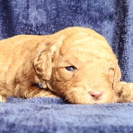 Boy 4 - Caramel red male Labradoodle puppy in Fostoria, Michigan from North Country Kennel Club