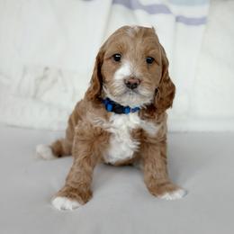Jess - Apricot male Goldendoodle puppy in Columbia, South Carolina from Glittering Grace Goldendoodles