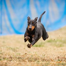 Gregory - Manchester Terrier
