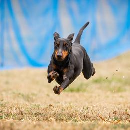 Gregory - Manchester Terrier