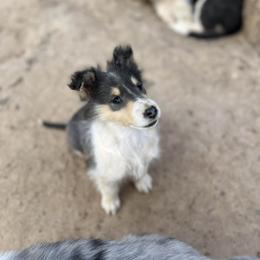 Girl 3 - Black white and tan female Collie puppy in Amherst, Virginia from Clearvu Kennels
