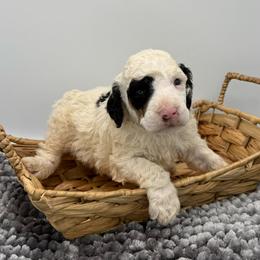 Montgomery - Parti male Poodle puppy in Greeneville, Tennessee from Smokey Mountain Sheepadoodles