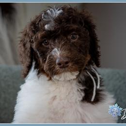 Valentina - Brown and white female Bernedoodle puppy in Connersville, Indiana from Deaz Doodle Ranch