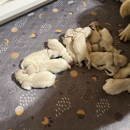 2nd pick - Light golden male Golden Retriever puppy in Monroe, Tennessee from Dale Hollow Goldens