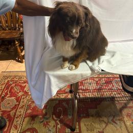 Miniature Australian Shepherd puppies from KAREN K MCPHERSON