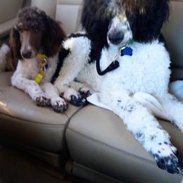 Poodle Puppies from Reeves Family Standard Poodles