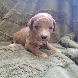 Lilly - Apricot female Goldendoodle puppy in Mayville, Michigan from Guiding Light Doodles