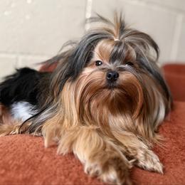 Alohomora - Yorkshire Terrier