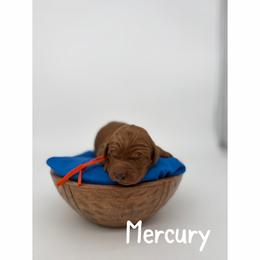 Mercury - Red  female Goldendoodle puppy in Smithfield, Kentucky from KBK9 Kennels