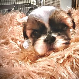 Gracie - Tricolor female Shih Tzu puppy in Buena Park, California from LowCol Ranch