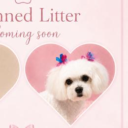 Maltese from Maltese Dollhouse