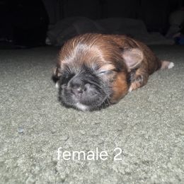 Puppy  2 - Brindle and white female Shih Tzu puppy in Hampstead, Maryland from Shawny's Shih Tzus