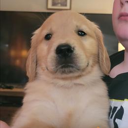 Orange collar - Golden male Golden Retriever puppy in Brush Prairie, Washington from Paradise Peaks
