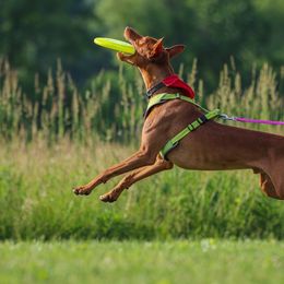 Pharaoh Hounds from Kumia Kennel